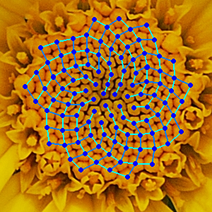 Head of a chamomile flower with 21 and 13 spirals identified in the seed pattern