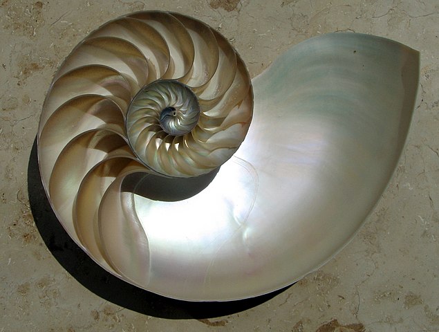 Cutaway of a nautilus shell